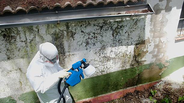 Trusted Crawl Space Mold Removal service in Edgewater, MD - Cheap Mold Removal